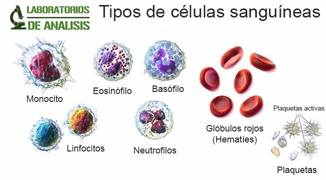 Tipos de células  en el hemograma