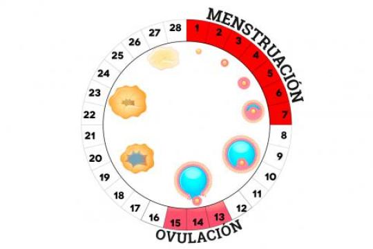Ciclo Menstrual de la mujer