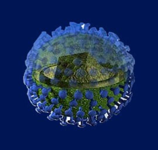 Citomegalovirus (CMV)