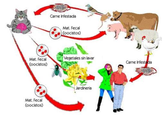 Toxoplasmosis