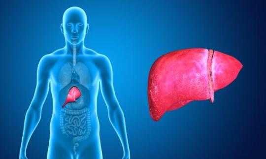Interpretación de la Transaminasa GOT en tu perfil hepático: comprende su importancia para la salud del hígado